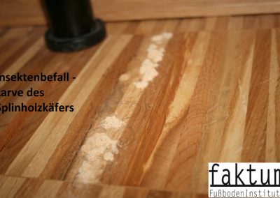 Splintholzkäferbefall